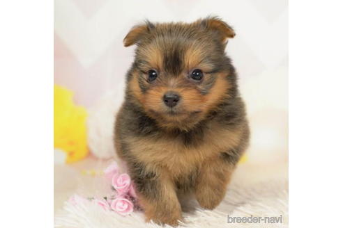 成約済の千葉県のミックス犬-211978の3枚目